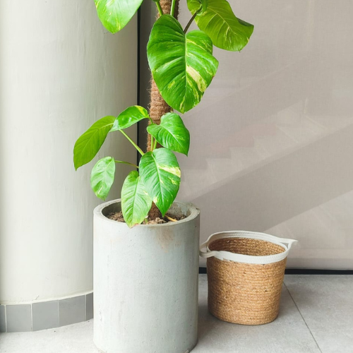 Premium White Jute Room Basket – Stylish & Eco-Friendly Storage